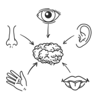 Sensory Processing